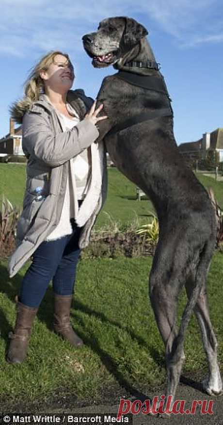 Самая высокая собака Великобритании | Уши, лапы, хвост