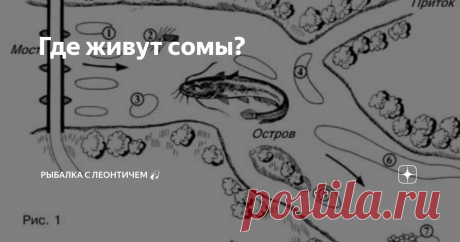 Где живут сомы? Сомов, особенно крупных, ни в каком водоеме не бывает много. Поэтому ловят их, предварительно определив возможные места их стоянки. Я всегда начинаю с точной разведки местности, где я намереваюсь ловить, иногда за несколько месяцев до рыбалки.