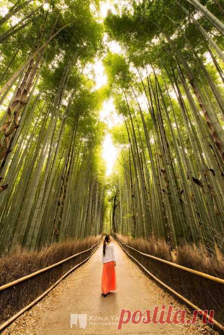 Lost in Bamboo Forest by Kenji Yamamura / 500px