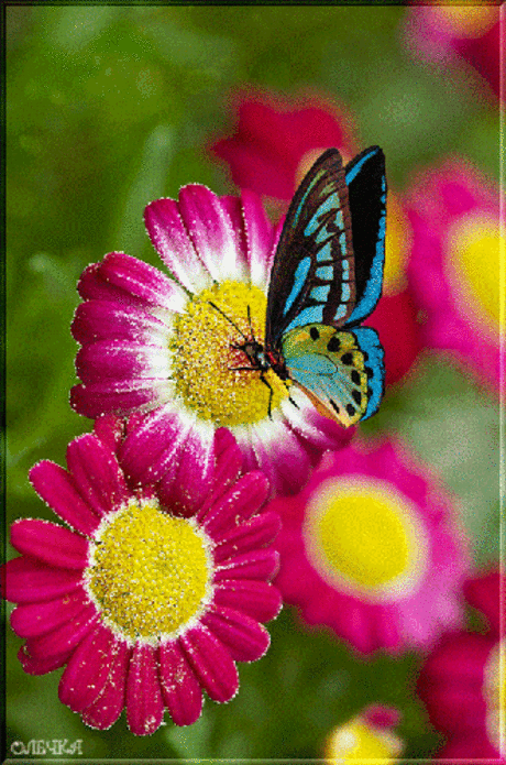 Анимация Бабочка над цветком - Цветы - Открытки для поздравления