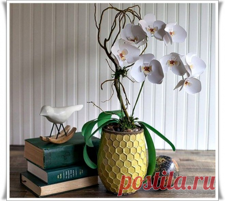 Цветы орхидеи .
