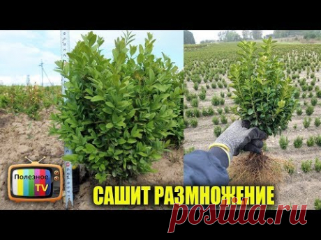 РАЗМНОЖЕНИЕ САМШИТА САМЫЙ ДОСТУПНЫЙ И БЫСТРЫЙ СПОСОБ - YouTube