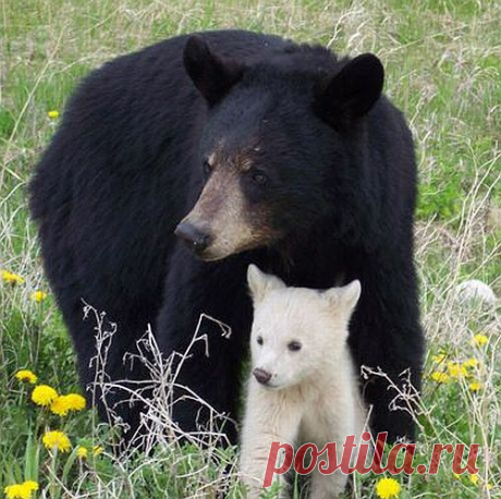 Черно-Медведь-Белый-Cub