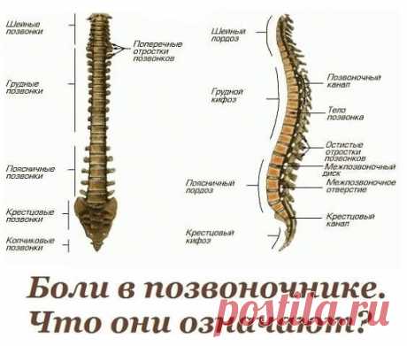 Жалобы при болях отдельных позвоночников и что это означает

Первый шейный позвонок (С 1, атлант): Головные боли, мигрень, ослабление памяти, хроническая усталость, головокружение, артериальная гипертензия, недостаточность мозгового кровообращения.

Второй шейный позвонок (С 2, осевой позвонок) ......читать далее

Воспалительные и застойные явления в придаточных пазухах носа, боли в области глаз, ослабление слуха, боли в ушах.

Третий шейный позвонок (С З)

Лицевые невралг...