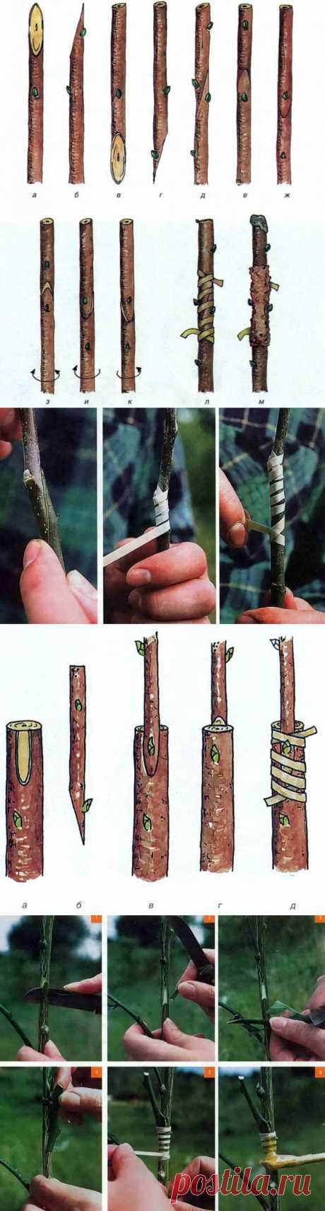 Все виды копулировки, как проводить прививку черенками | Дача - впрок