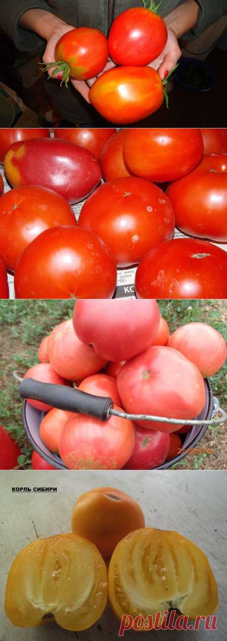 Сорта томатов на 2015 год.