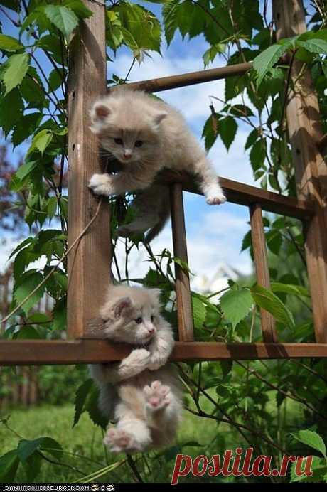 Cyoot Kittehs of teh Day: A Wild Outdoor Adventure - Cheezburger