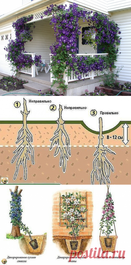 КАК И КУДА ПРАВИЛЬНО ПОСАДИТЬ КЛЕМАТИС! - 10 Мая 2018 - Всё о саде, огороде