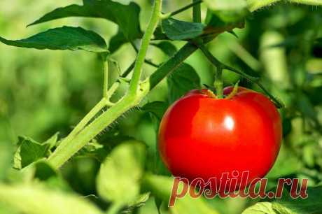 Самые лучшие сорта томатов для теплицы и открытого грунта: обзор, характеристики, фото, отзывы . Милая Я