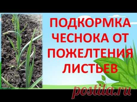 ПОДКОРМКА ЧЕСНОКА ОТ ПОЖЕЛТЕНИЯ ЛИСТЬЕВ - YouTube