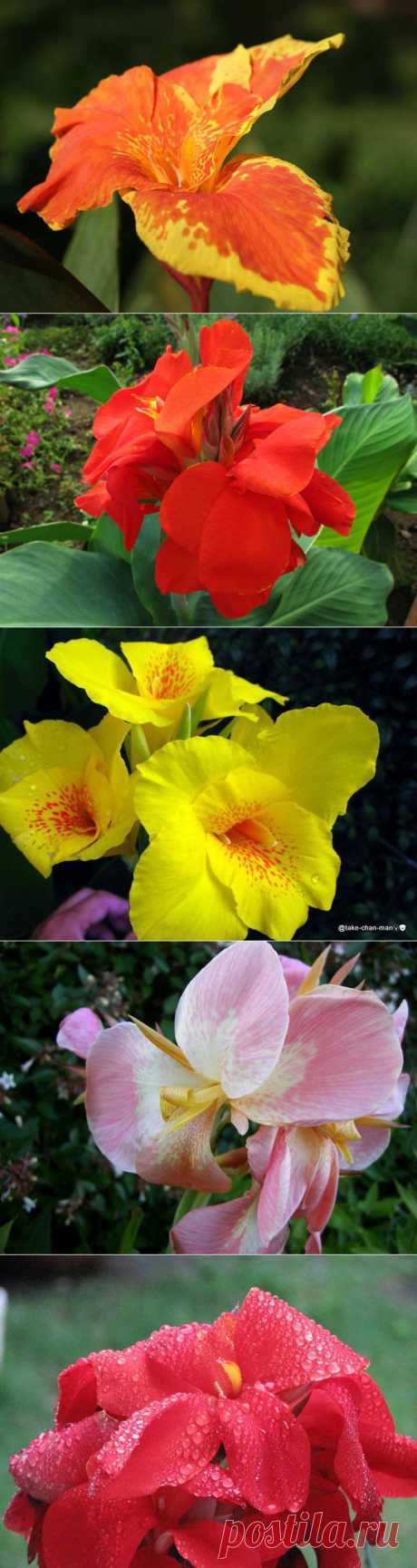Канны - декоративные цветы | Блог ZooFitoSfera о растениях, животных и интересном