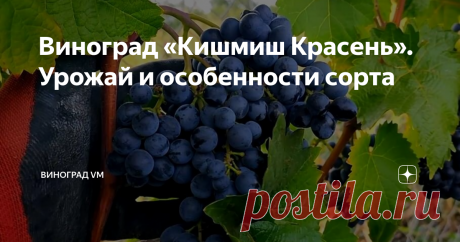 Виноград «Кишмиш Красень». Урожай и особенности сорта Урожай и особенности технического сорта винограда «Кишмиш Красень»