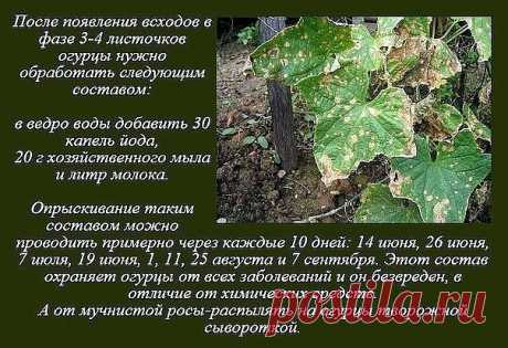 (92) Одноклассники