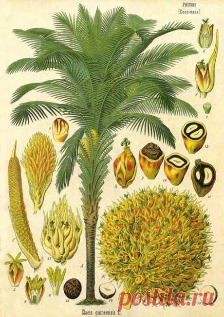 6 мифов о пальмовом масле, которые давно пора оставить в прошлом — Интересные факты