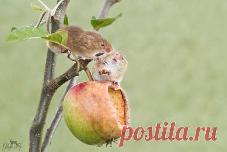 Dwergmuis / Harvest mouse / Rat des moissons 'Hey this is my apple!'  I can think of endless titles for these harvest mice they are so adorable and tiny if you compare them to the size of the apple. They only weigh 4 to 6 grams!  #2 Explore 26 October 2017