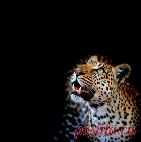 Леопард из Ботсваны
