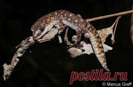 Геккон Diplodactylus polyophthalmus, Австралия.
https://www.iucnredlist.org/details/102673884/0