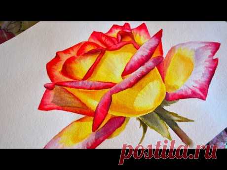 Как нарисовать розу акварелью. Ботаническая картина.