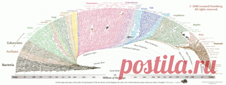 очень интересная инфографика - дерево жизни на Земле (англ.)