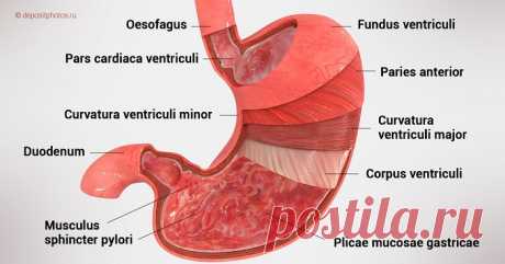 Я страдала от гастрита, пока знакомый врач не посоветовал выпить ЭТО!