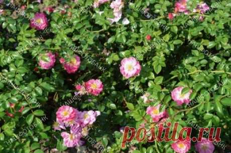 Розовые розы и зелёные листья, цветочный фон Цветы розовых роз и зелёные листья в саду в летний солнечный день, цветочный фон. Садоводство, цветы в природе.