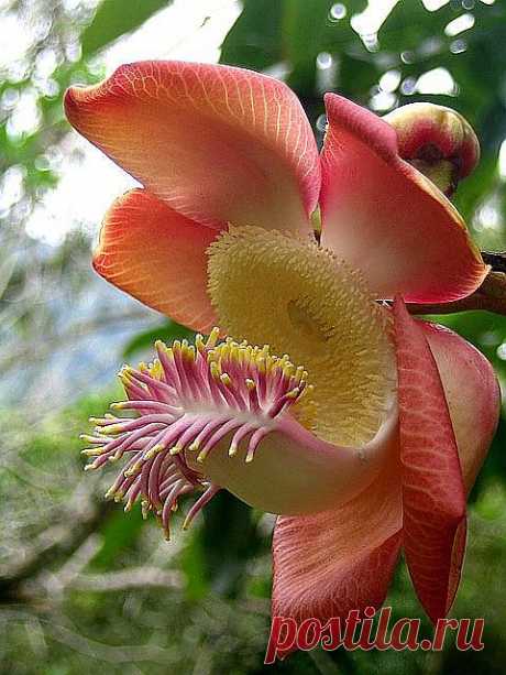 Sara Tree Flower | Amazing Pictures - Amazing Pictures, Images, Photography from Travels All Aronud the World