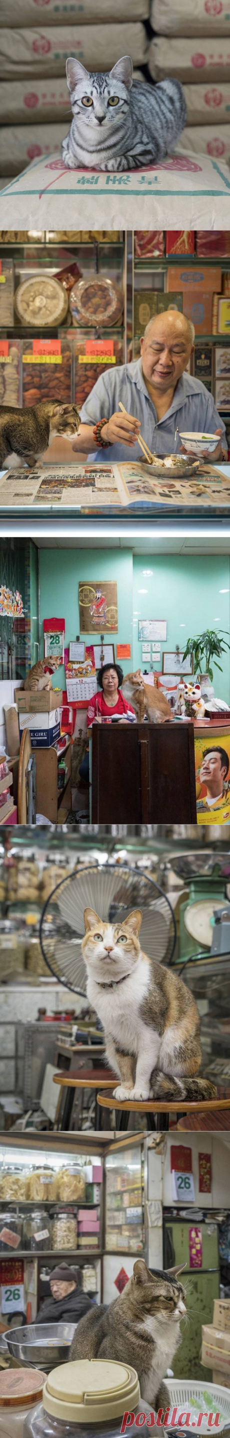 Кошки Гонконга, которые живут в китайских магазинах / Питомцы