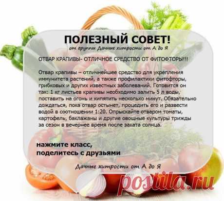 средство от фитофторы