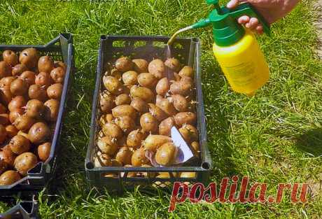 Чем я обрабатываю клубни картофеля перед посадкой | Дом и сад | Яндекс Дзен