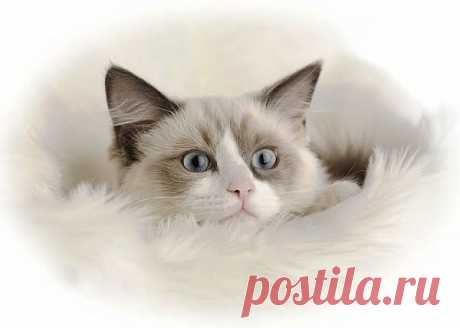 Ragdoll Cute Cats | Cute Cats