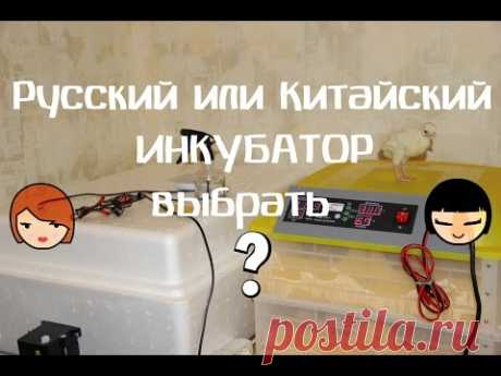 Какой инкубатор выбрать? Китайский или русский?