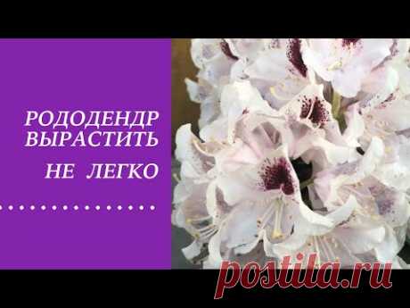 РОДОДЕНДРОН - ВЫРАСТИТЬ НЕ ПРОСТО !НАДО ЗНАТЬ ГЛАВНОЕ!!!