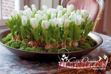 Вырастим клумбу к зимнему празднику дома Букет тюльпанов можно вырастить зимой…