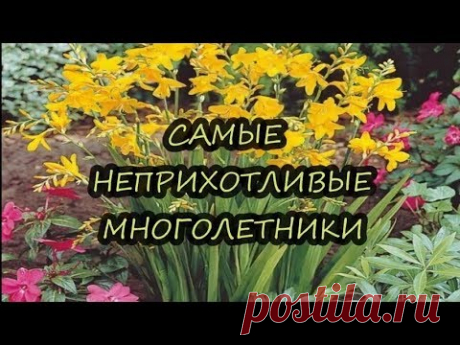 ✿САМЫЕ НЕПРИХОТЛИВЫЕ САДОВЫЕ МНОГОЛЕТНИКИ✿