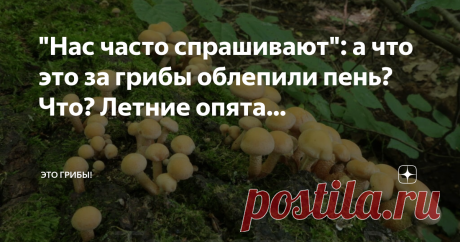 Это грибы! "Нас часто спрашивают": а что это за грибы облепили пень? Что? Летние опята?! Ау! Ку-ку! Ноябрь на дворе! Вот еще знаток выискался!..  Спрашивали - отвечаем. Да, летний опёнок - он такой. "Зимой и летом одним цветом" - это про что? Вообще, это про разное. Кто загадывает эту загадку малышу, имеет в виду ёлку. Малыш тут же вспоминает про папин нос. Грибник же... грибник в первую очередь подумает о…