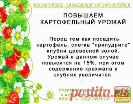 КОПИЛОЧКА  ОГОРОДНИКА!
Сохраните и поделитесь с друзьями!
#✒ЗаметкиОгородника✒