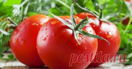 Самые неприхотливые сорта томатов Томаты − это южная культура, однако есть разные сорта и гибриды, позволяющие выращивать неплохой урожай даже в самых сложных условиях. Главное, правильно подобрать растения для своего участка.