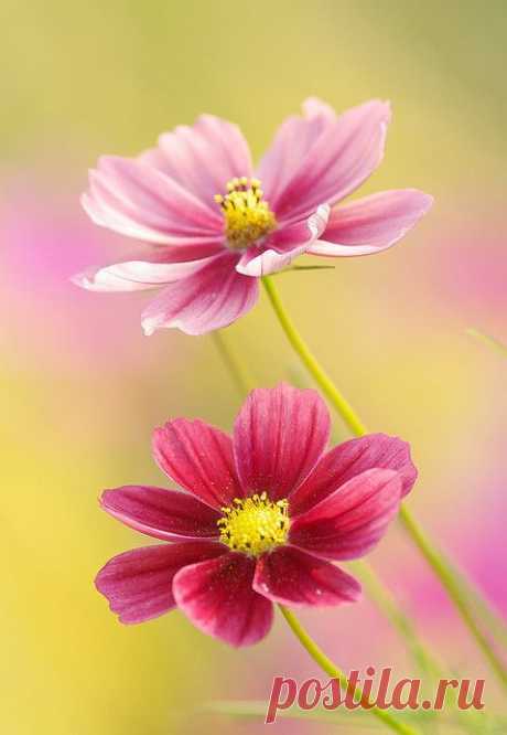 Lovely Pink Cosmos Flowers | Flowers