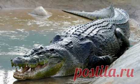 Африканский крокодил-гигант побил рекорды размеров: 7 метров длины и вес больше тонны - TRENDYMEN - медиаплатформа МирТесен