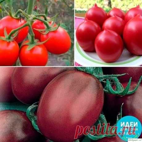 Самые неприхотливые~вкусные сорта томатов