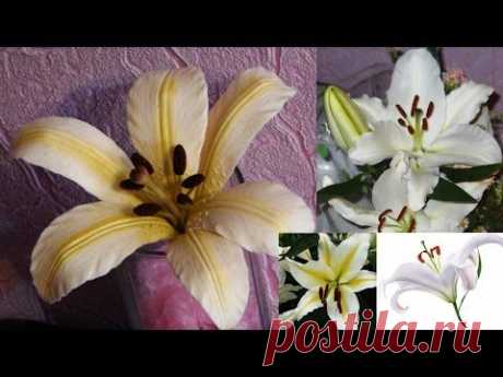 Лилия из холодного фарфора \ Lily of cold porcelain