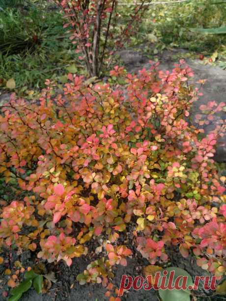 Барбарис Тунберга &quot;Голдалита&quot; (Berberis thunbergii &quot;Goldalita&quot;) осенью