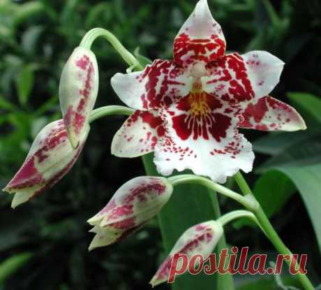 Орхидея Камбрия: характеристика и особенности, условия для выращивания, уход, полив, правила пересадки, фото, видео