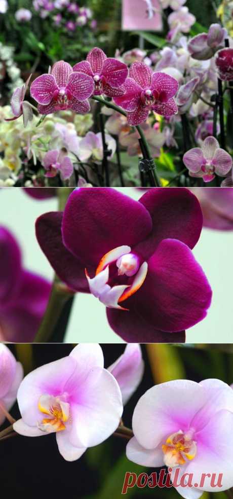 Почему не цветет орхидея | Самоцветик