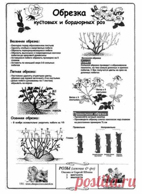 (+1) - Как обрезать розы | 6 соток