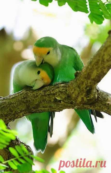 New Wonderful Photos: Peach-faced love birds by Brad Pedersen