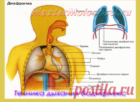 Техника дыхания бодифлекс   Можно ли самостоятельно освоить технику дыхания бодифлекс? Этот вопрос волнует многих моих читателей. Конечно, если у вас есть возможность поработать вживую с хорошим тренером, то это приветствуется. А если нет такой возможности? Тогда эта статья — для вас. Осваивать бодифлекс по видео сложнее, чем при личном контакте. Поэтому я вам в статье даю сначала...