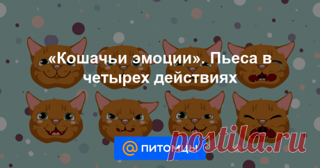 «Кошачьи эмоции». Пьеса в четырех действиях Есть ли у кошек эмоции? Отличаются ли они от человеческих? А бывают ли у питомцев нервы ? Дарина Никонова спрашивает напрямую.