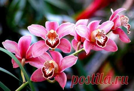 Фаленопсис в домашних условиях и применение удобрения для орхидей