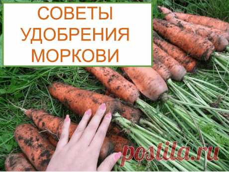 СОВЕТЫ ПРАВИЛЬНОГО УДОБРЕНИЯ МОРКОВИ 

Морковь, как и другие овощные культуры, нуждается во внесении дополнительного питания в почву для успешного роста и формирования здорового и богатого урожая. При дефиците питания морковь отстаёт в развитии, деформируется, урожайность значительно снижается. Поэтому, высевая семена культуры, важно подготовить почву и наполнить её необходимыми элементами.
Морковь не терпит наличие хлора в почве, поэтому при её посадке в ряды внесите имею...